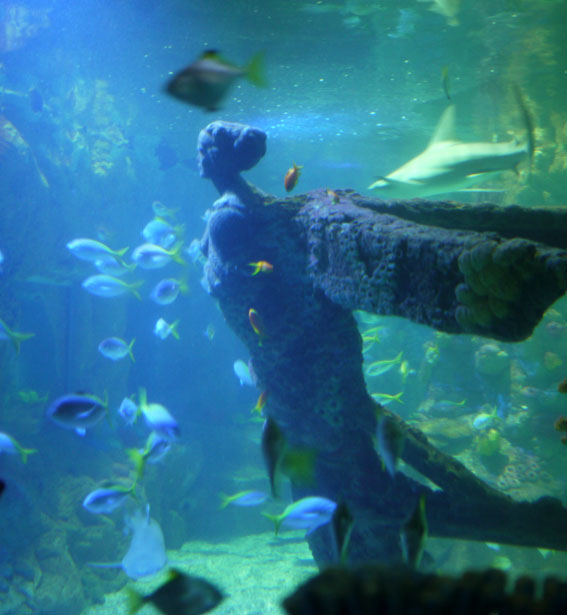 under the sea